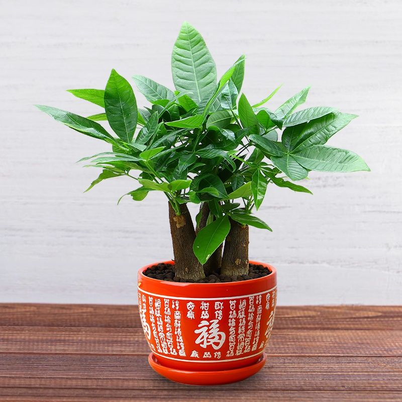 发财树盆栽室内绿植花卉植物办公室桌面盆景防辐射送礼摇钱招财树