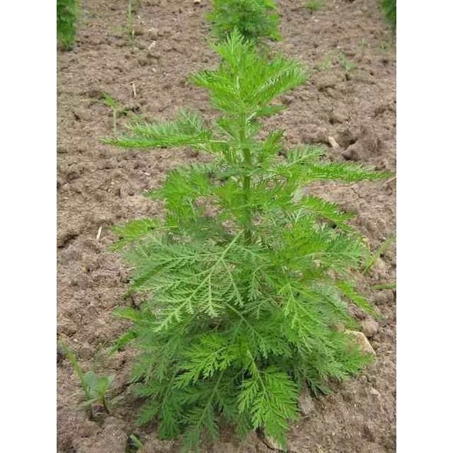 野生白蒿图片艾草-千图网
