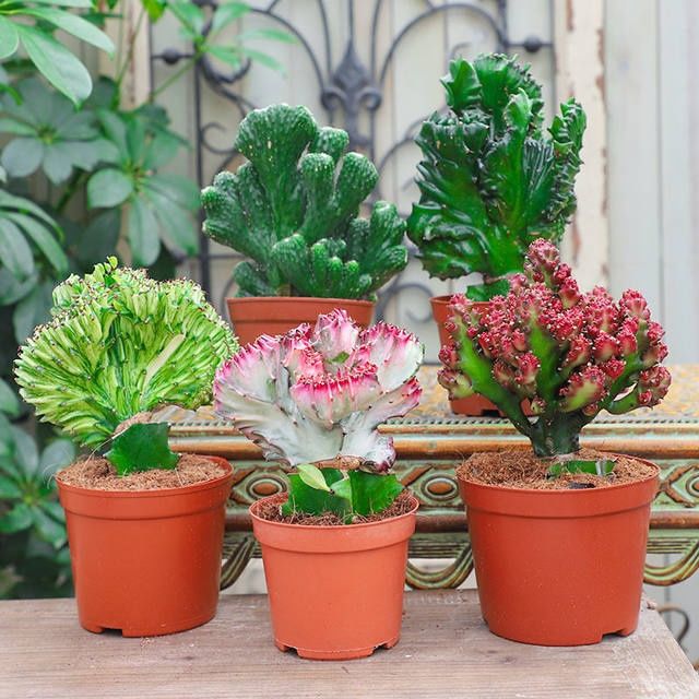 多肉植物彩麒麟盆栽仙人掌室内玉麒麟花卉绿植吸甲醛净化空气植物