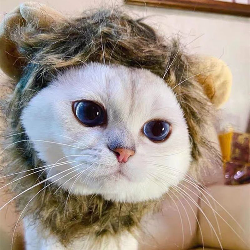 猫咪可爱变装头套猫咪头饰狗生日帽针织青蛙兔子狮子小熊宠物帽子