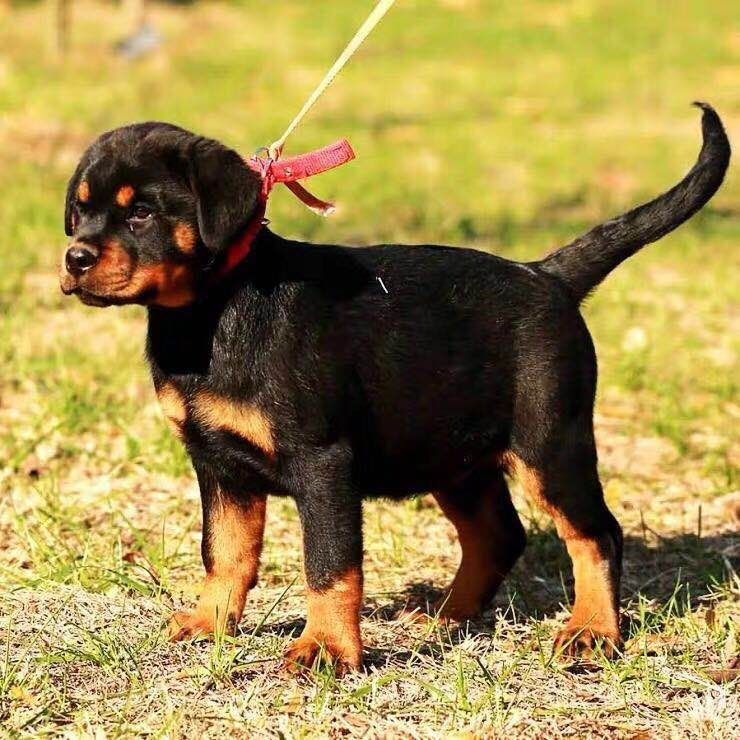 出售罗威纳犬幼犬活体罗威纳活体防爆犬警犬大头德系赛季罗威纳【3月