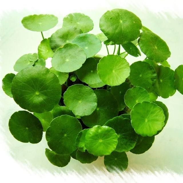 铜钱草盆栽水培植物好养室内招财水养金钱草四季常青绿植包成活