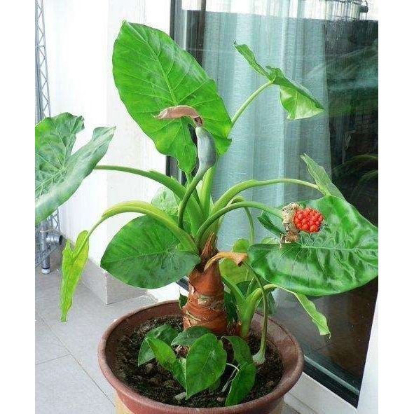 大叶霸王芋滴水观音盆栽净化空气吸除去甲醛四季绿色植物喜阴植物
