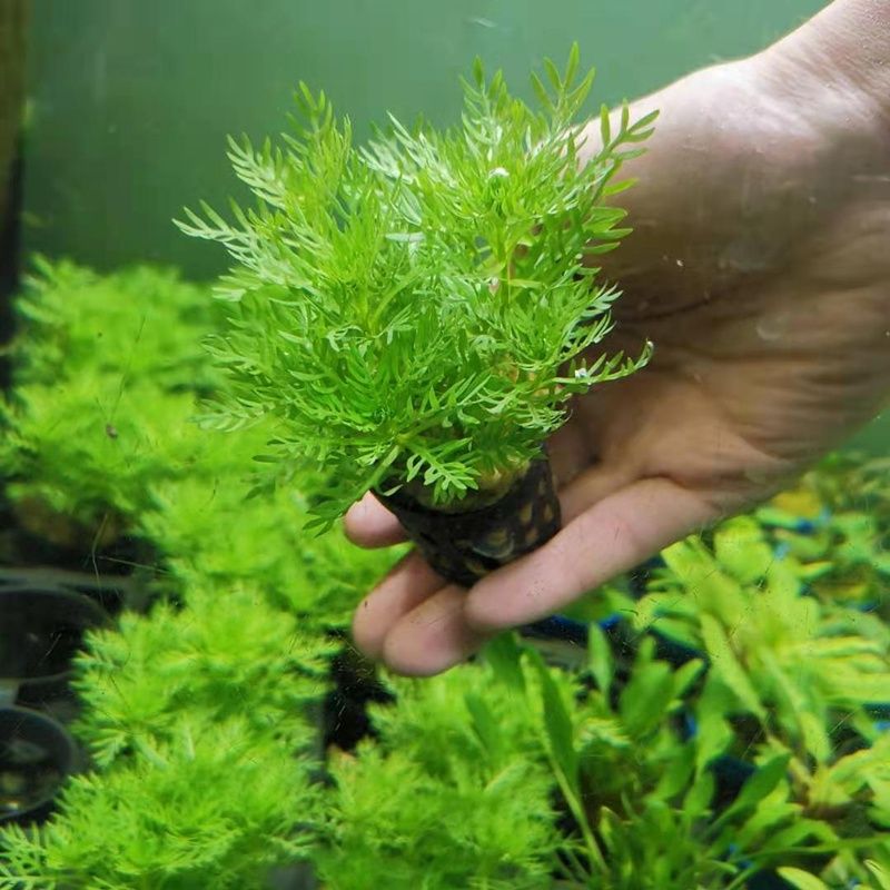 鱼缸淡水水芹水草雪花水芹水下中后景新手无需二氧化碳雷龙缸植物 虎窝拼