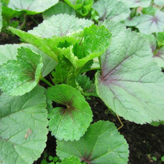 冬寒菜种籽春秋冬季耐寒冬葵野菜种子高钙马蹄菜阳台盆栽蔬菜种孑【2