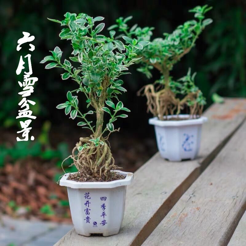 开花小盆栽树桩造型金边提根六月雪盆景悬崖微型办公桌面室内香白 虎窝拼
