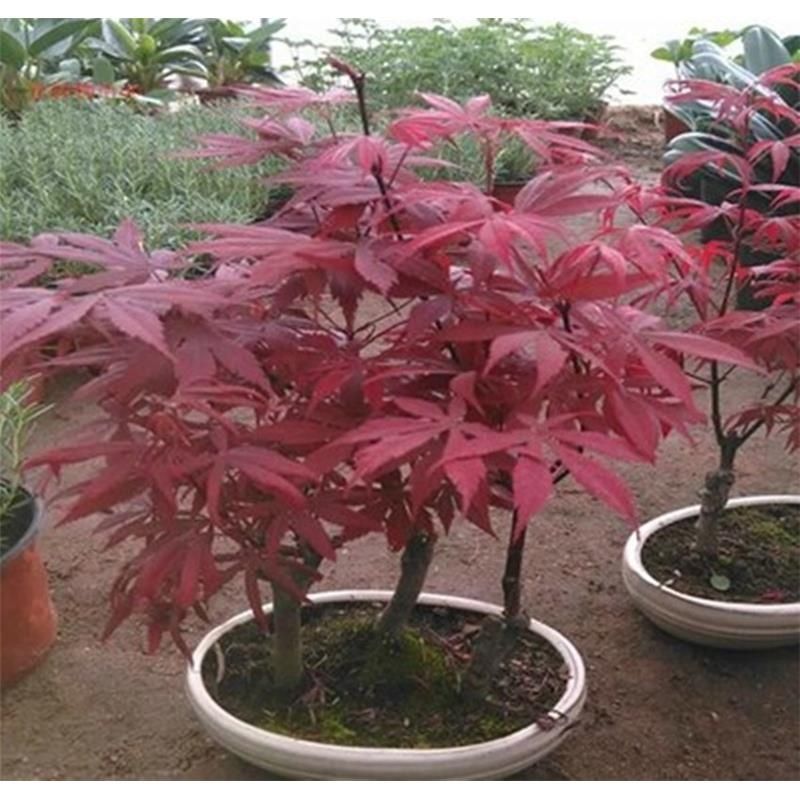 日本红枫树苗盆栽盆景老桩中国花卉庭院植物别墅风景树四季红耐寒