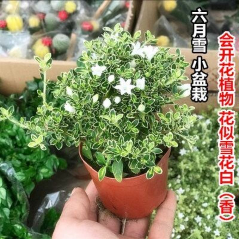 开花小盆栽树桩造型金边提根六月雪盆景悬崖微型办公桌面室内香白 虎窝拼