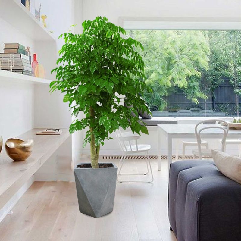 绽放四季幸福树客厅盆栽室内大型绿植办公室植物盆栽喜阳耐晒绿植