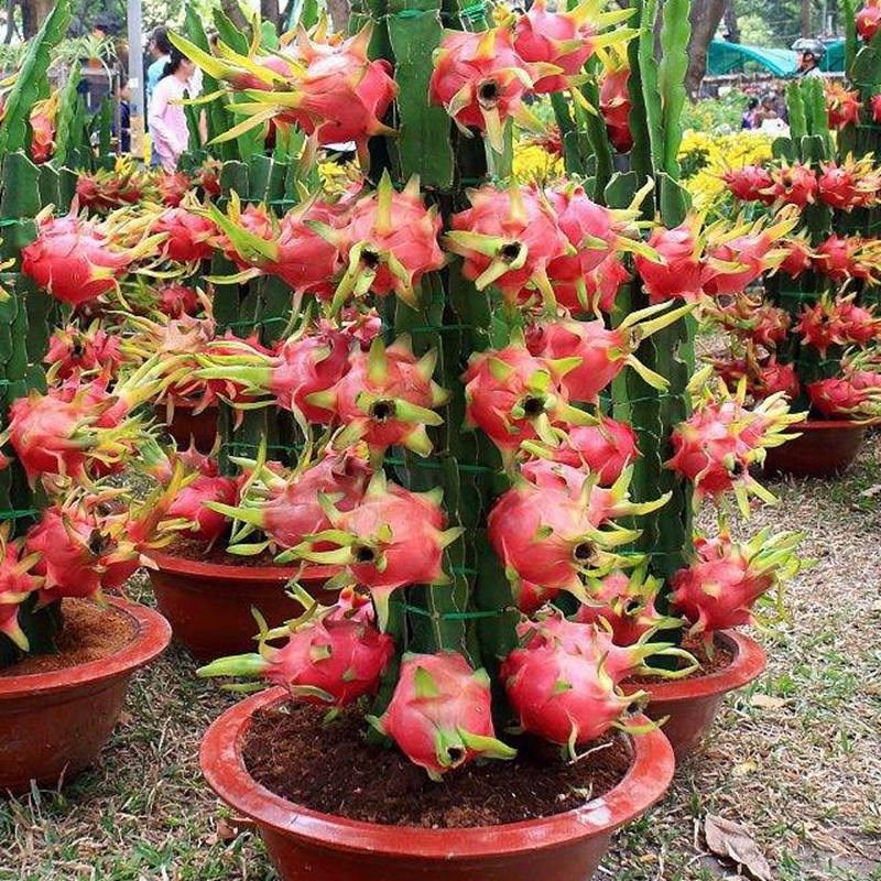 火龙果苗盆栽火龙果树果苗嫁接红心果树特大当年结果南方北方种植