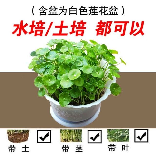 铜钱草室内盆栽花卉绿植套餐盆景金钱草绿萝吊兰净化空气水培植物