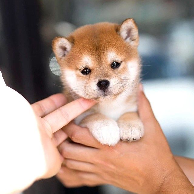 日本纯种柴犬幼犬宠物活物狗狗秋田犬小型犬赤色黑柴双血统家养狗