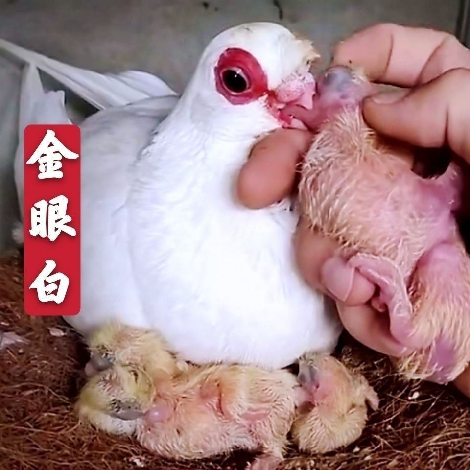 观赏鸽子活体一对幼鸽青年鸽种鸽蚕眼白豆眼白包活