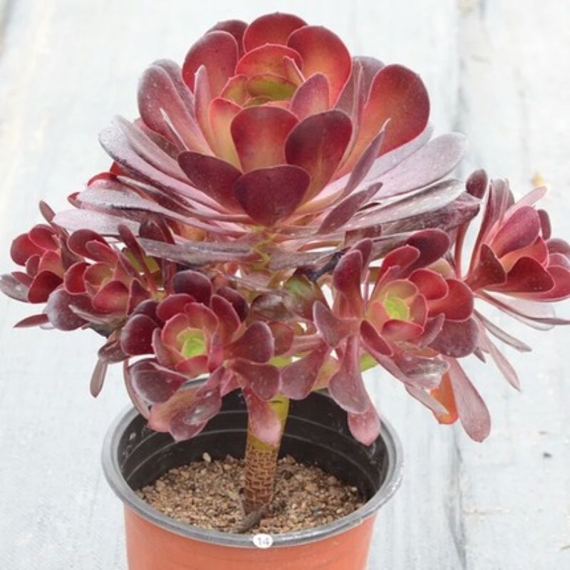 韶羞法师多肉植物黑法师红覆轮花卉盆栽一物一拍巨型植物缀化