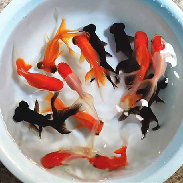 金鱼红狮子头红龙睛鹤顶红黑龙睛淡水冷水观赏鱼活鱼小金鱼