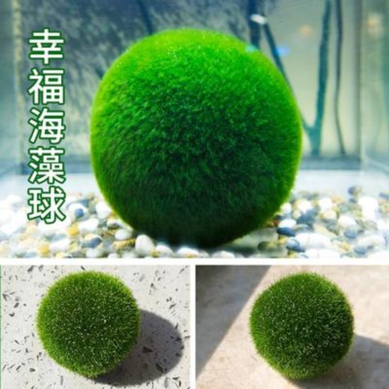marimo海藻球微景观生态瓶鱼缸水培植物淡水球藻创意迷你水