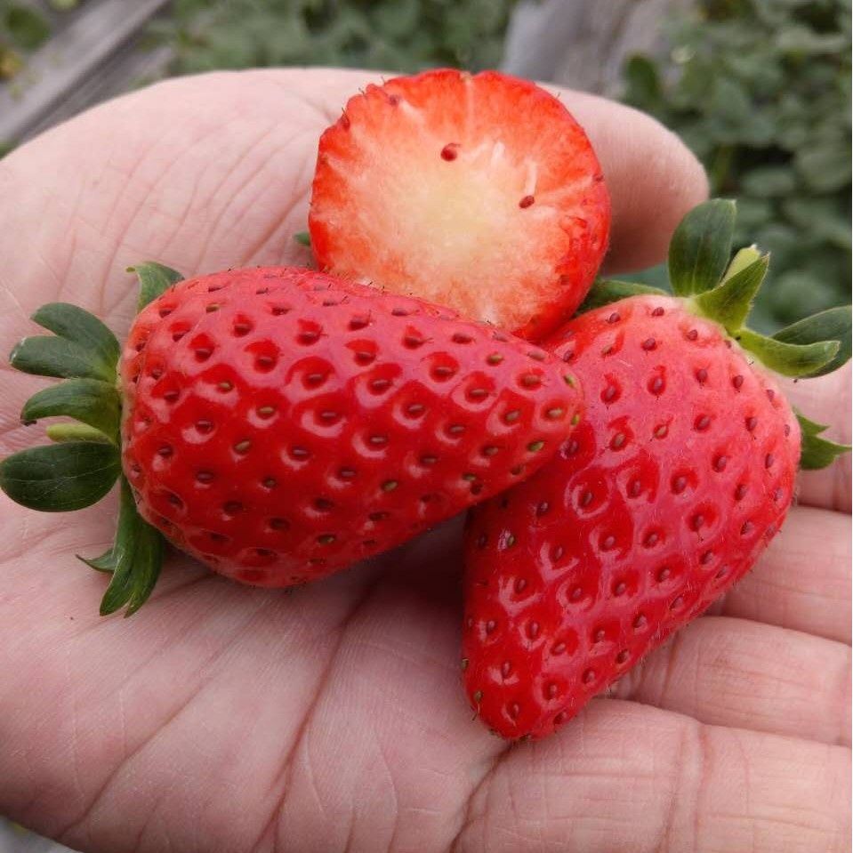 西昌露天奶香草莓基地 现摘新鲜奶油草莓红颜孕妇水果非丹东99 购优站