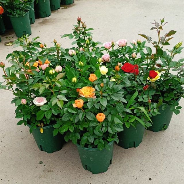 玫瑰花盆栽带花苞四季开花不断月季果汁香槟玫瑰庭院花园花卉