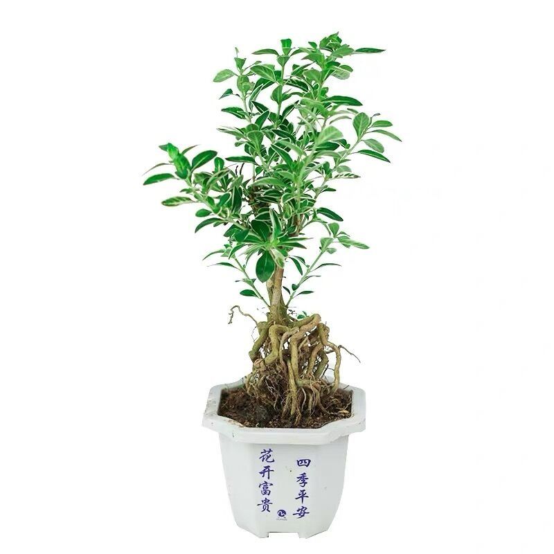 开花小盆栽树桩造型金边提根六月雪盆景悬崖微型办公桌面室内香白 虎窝拼
