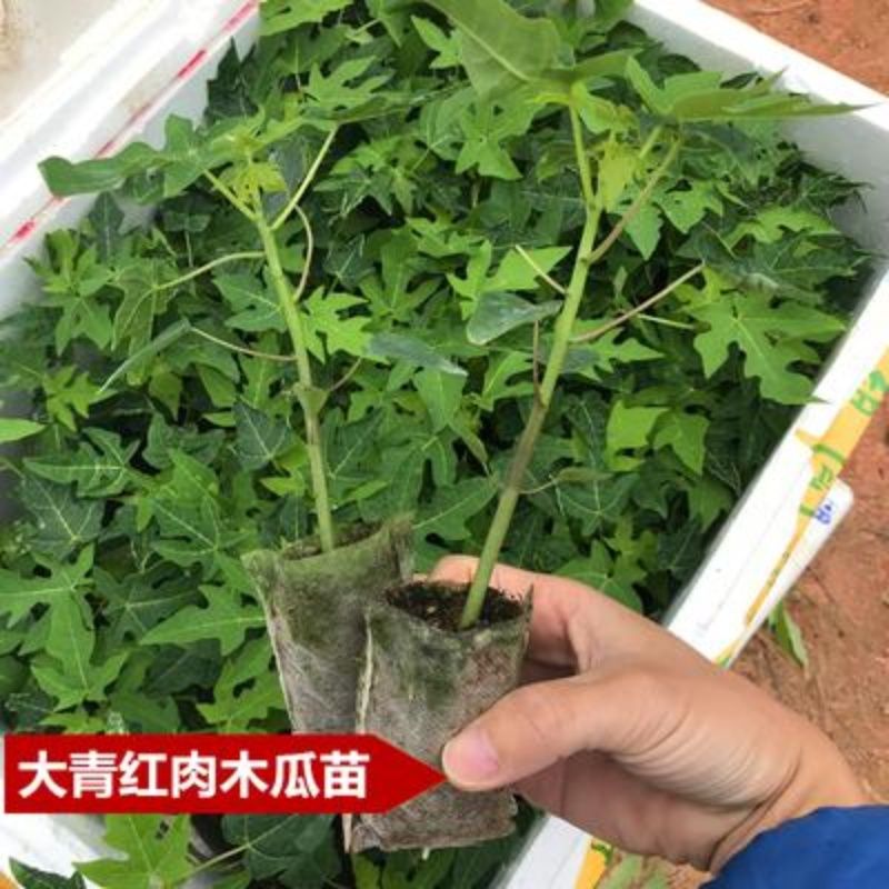 木瓜苗四季矮化大青红肉红心水果大种木瓜树苗南方盆栽地栽种植