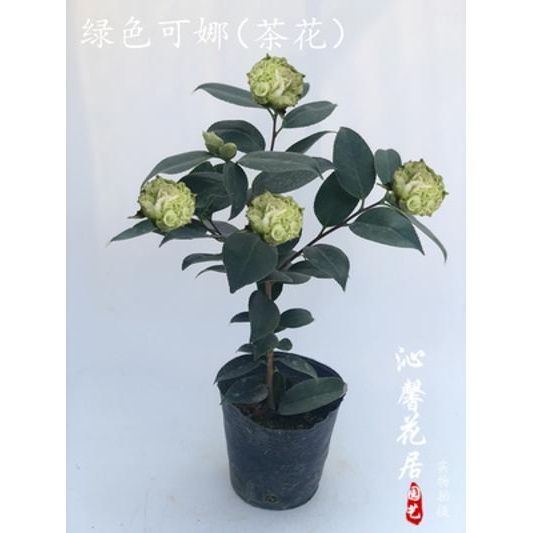 绿可娜茶花绿茶稀有品种绿色茶花树苗植物室内外花卉盆栽庭.