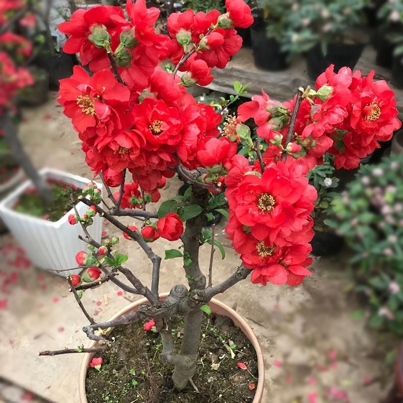 海棠花盆栽带花苞大花树苗花苗四季易活室内外花卉绿植老桩盆景