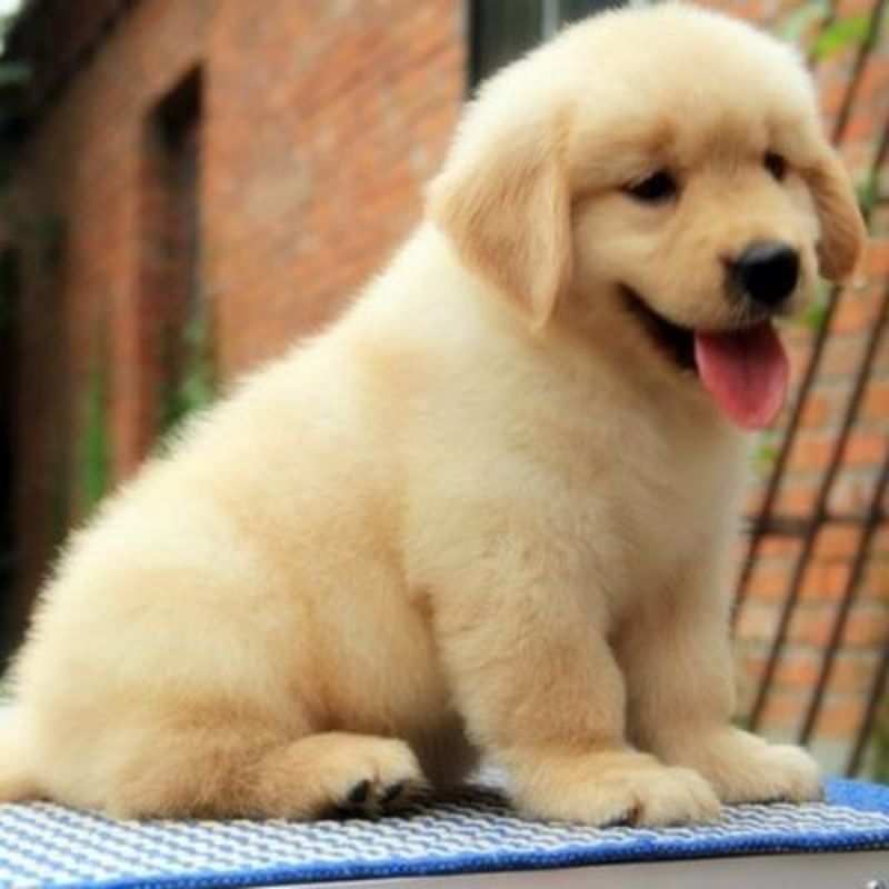 金毛幼犬纯种活体拉布拉多阿拉斯加雪橇犬萨摩耶博美宠物狗狗