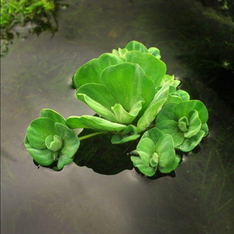 水芙蓉 小浮萍 淡水草绿植物鱼缸水族箱龟缸真草养殖用品造景缸【2月