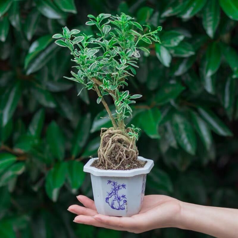 开花小盆栽树桩造型金边提根六月雪盆景悬崖微型办公桌面室内香白 虎窝拼