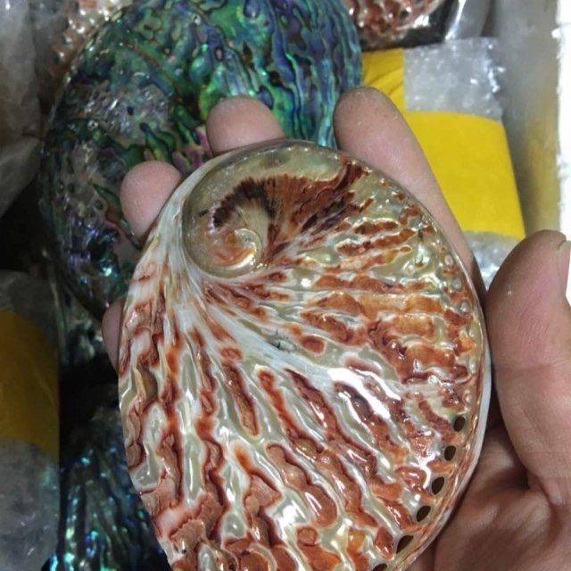 天然鲍鱼贝壳烧鼠尾草容器具首饰收纳海螺壳鱼缸造景拍摄道具