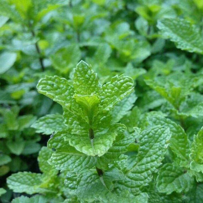 新鲜食用留兰香薄荷叶清凉醒脑