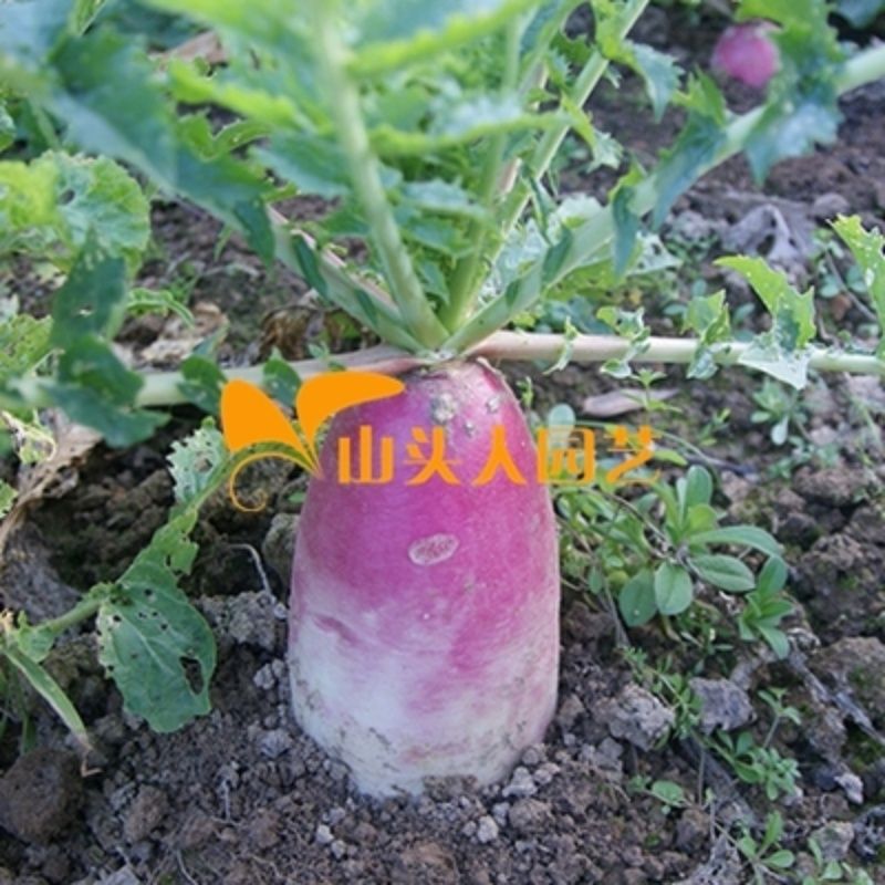 粉红一点红萝卜种子 杭州本地萝卜 蔬菜籽 秋季播种 露地菜园懒人