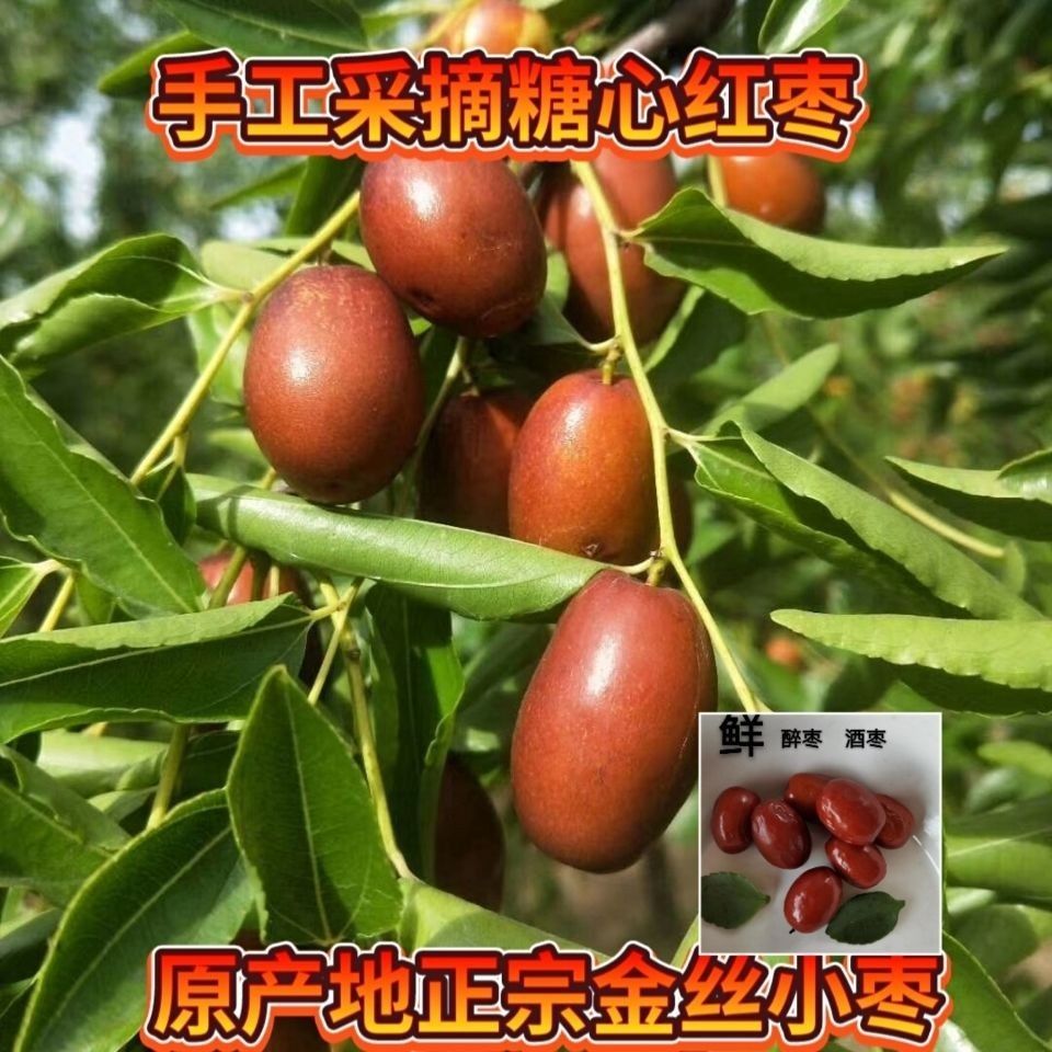 河北沧州金丝醉枣酒枣蹦枣农家自产自销新鲜红枣批发1斤2斤4斤5斤