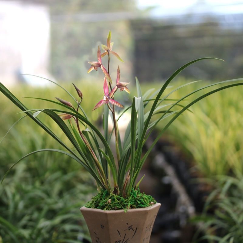 细叶寒兰国画之美兰花苗寒妃开花浓香冬季带花苞室内花卉绿植盆栽
