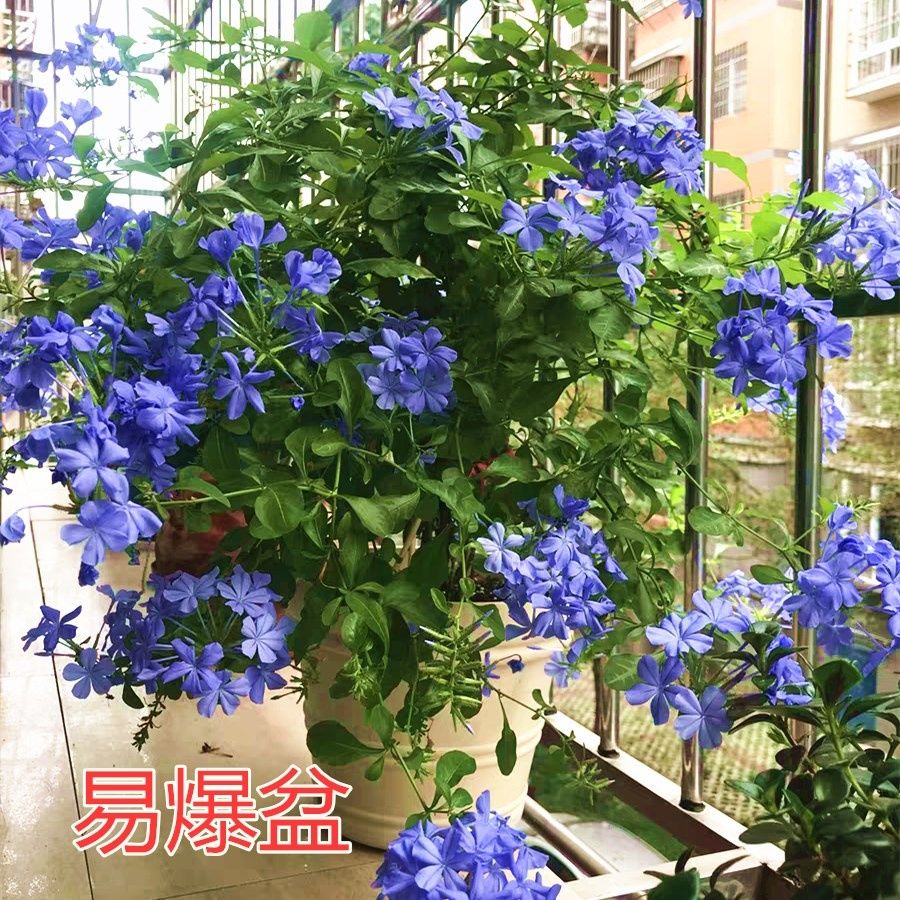 蓝雪花苗盆栽 阳台花耐热好养植物庭院爬藤攀援藤本 五色梅带花