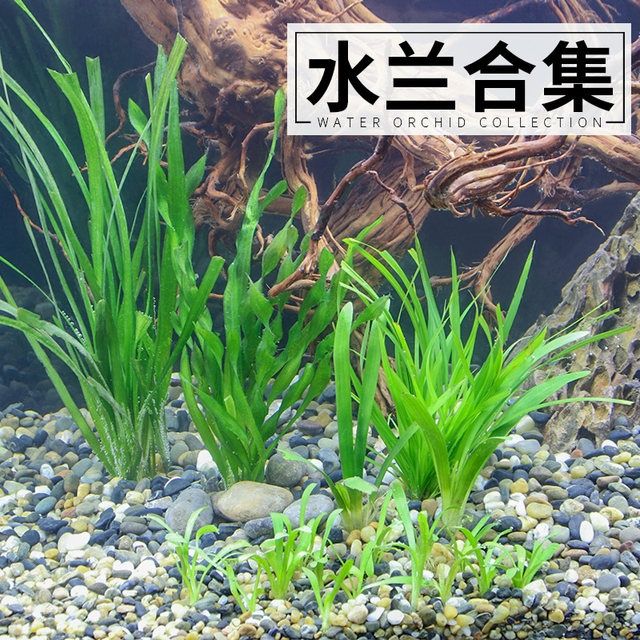 细叶水兰丝带兰原生缸造景淡水植物活体水草鱼缸后景草飘逸型植物 虎窝拼