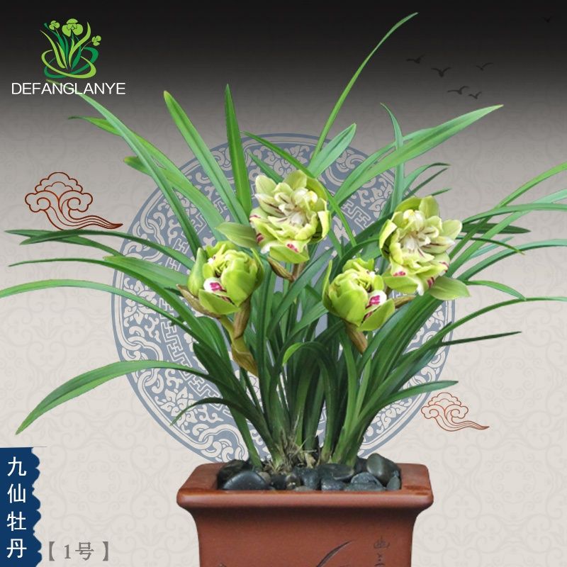 正品保证稀有兰花春兰名品九仙牡丹花开富贵四季浓香型花卉绿植