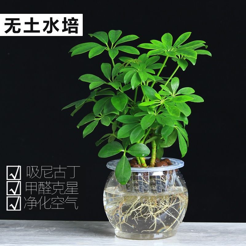 七叶莲盆栽招财树旺财植物鸭脚木水培八方来财大鹅掌柴吉祥树小苗【3