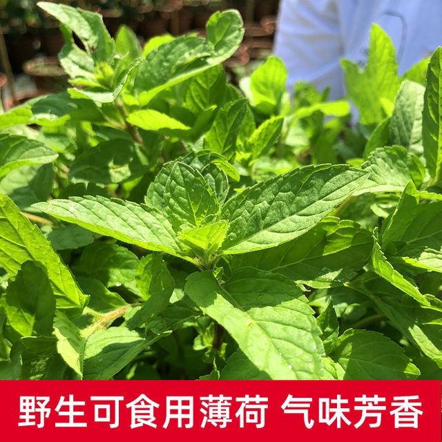 薄荷盆栽可食用客厅阳台柠檬薄荷叶香草苗迷迭香驱蚊草植物